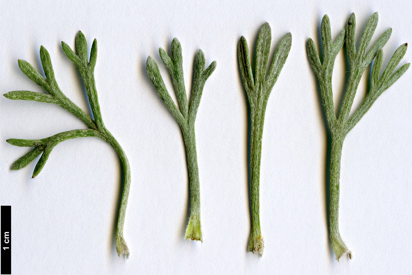 High resolution image: Family: Asteraceae - Genus: Rhodanthemum - Taxon: hosmariense
